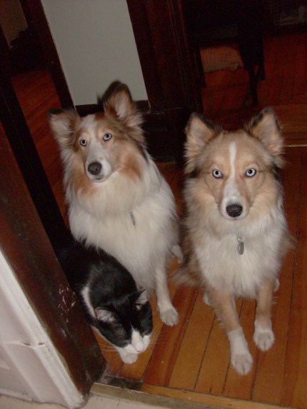 Tulip Roxy and Alaska waiting at the kitchen door for supper!